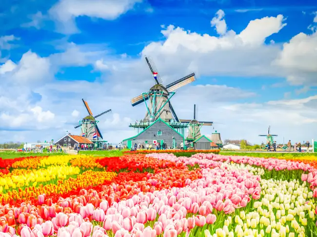 Tulip fields and windmills