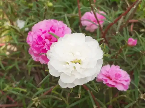 Portulaca: The Plant That Thrives in Full Sun