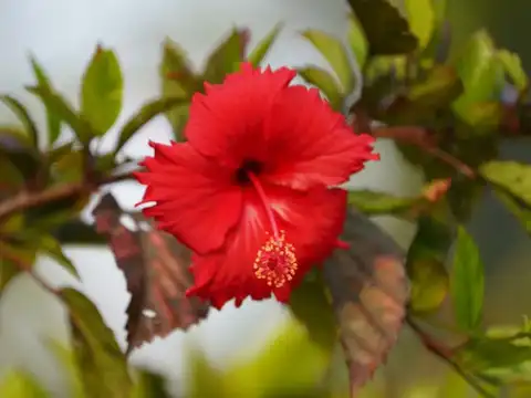 Hibiscus: Bright Flowers Even in Peak Summer