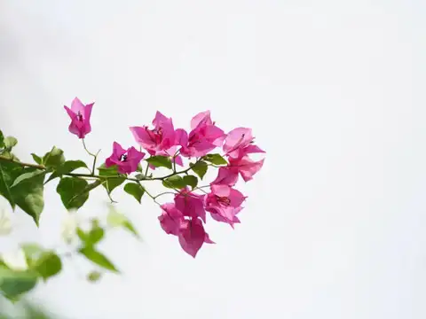 Bougainvillea: Loves Heat More Than Shade