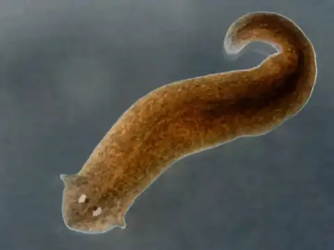 Planarian worms can rebuild almost their entire bodies