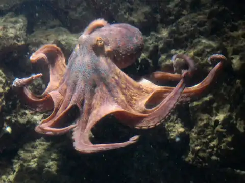 Octopuses can regenerate damaged arms