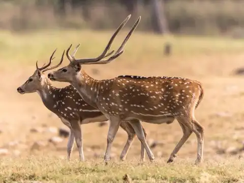 Deer regrow antlers every single year