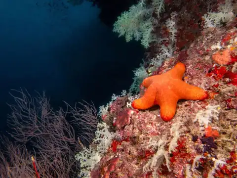 Starfish can grow back entire arms