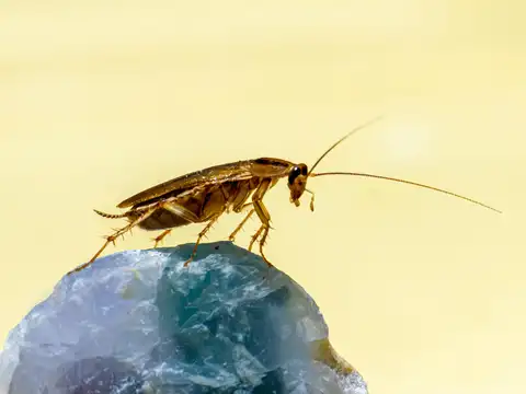 Use cockroach baits instead of constant sprays
