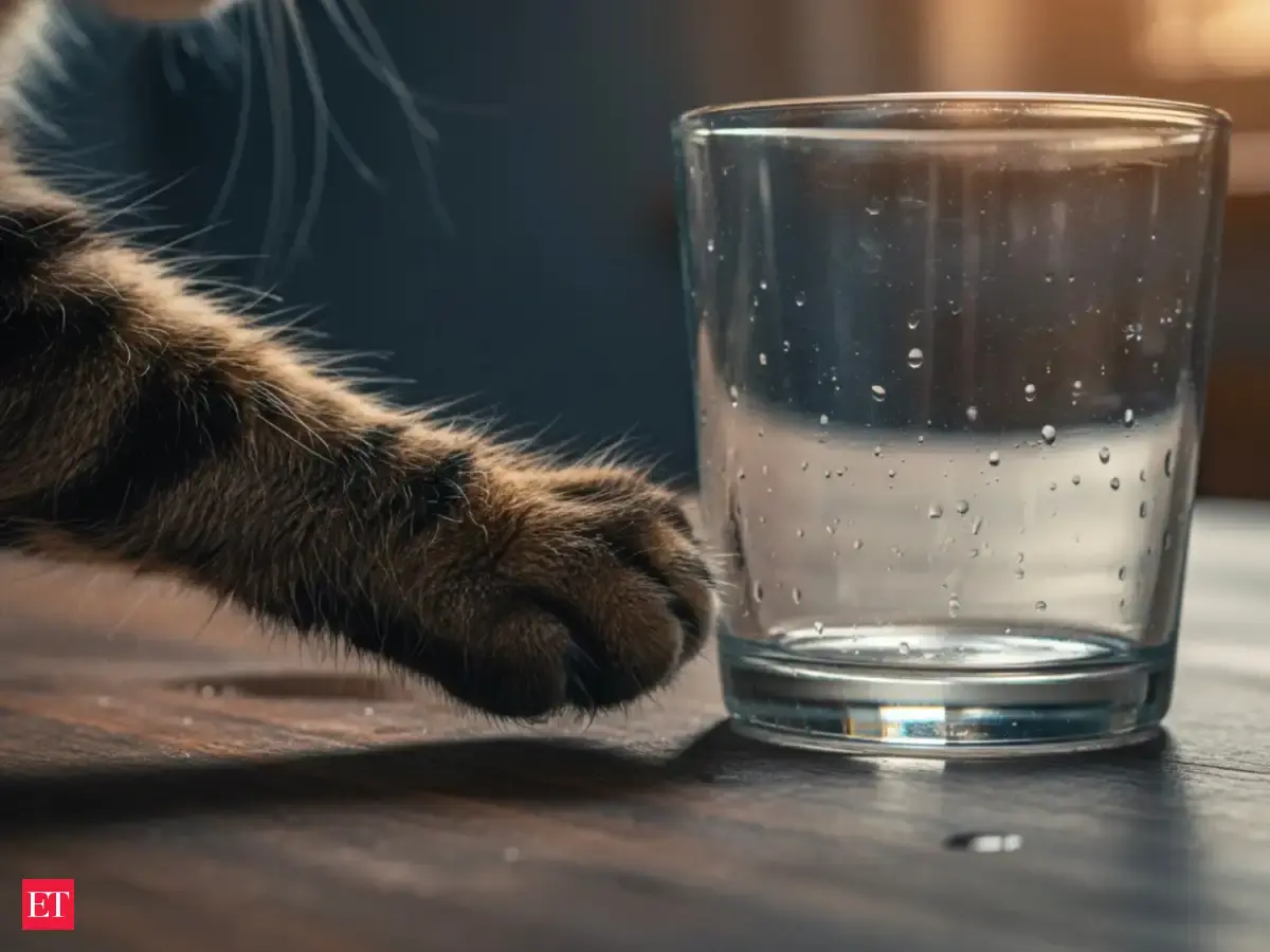 Cats push objects off edges to explore cause and effect | News Minimalist