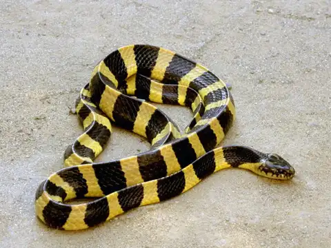 Banded Krait &mdash; Rarely seen but highly venomous
