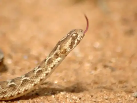 Saw-Scaled Viper &mdash; Small in size, deadly in nature