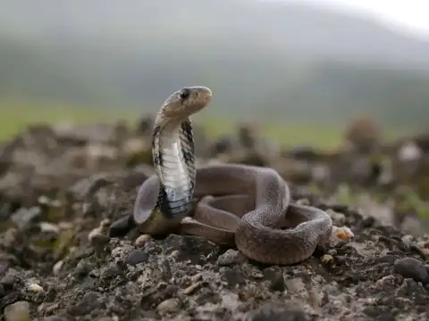 Indian Cobra &mdash; The iconic snake seen across the country