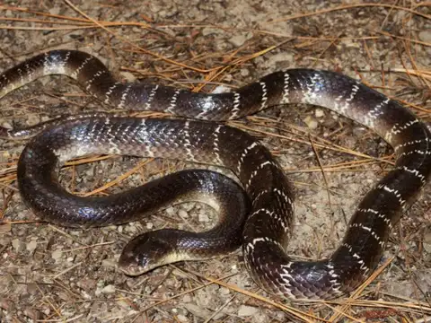 Common Krait &mdash; The silent night-time killer