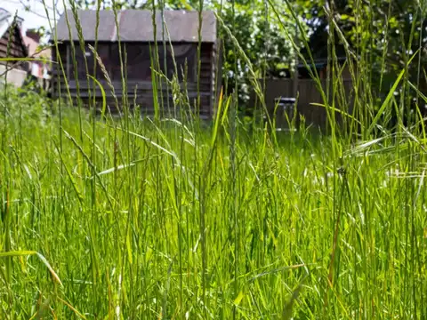 Around overgrown grass and bushes