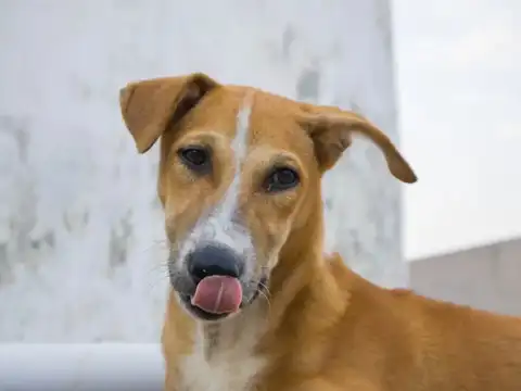 Indian Pariah Dog