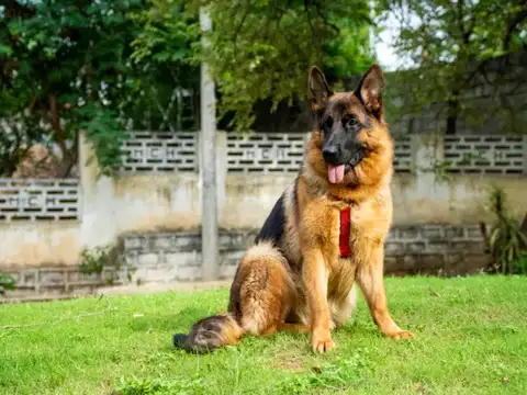 German Shepherd