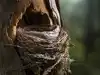 Why some birds decorate their nests with snake skin, and scientists say it actually works as a defense tool