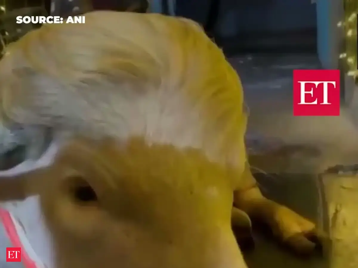 Albino buffalo nicknamed ‘Donald Trump’ draws Eid crowds in Bangladesh