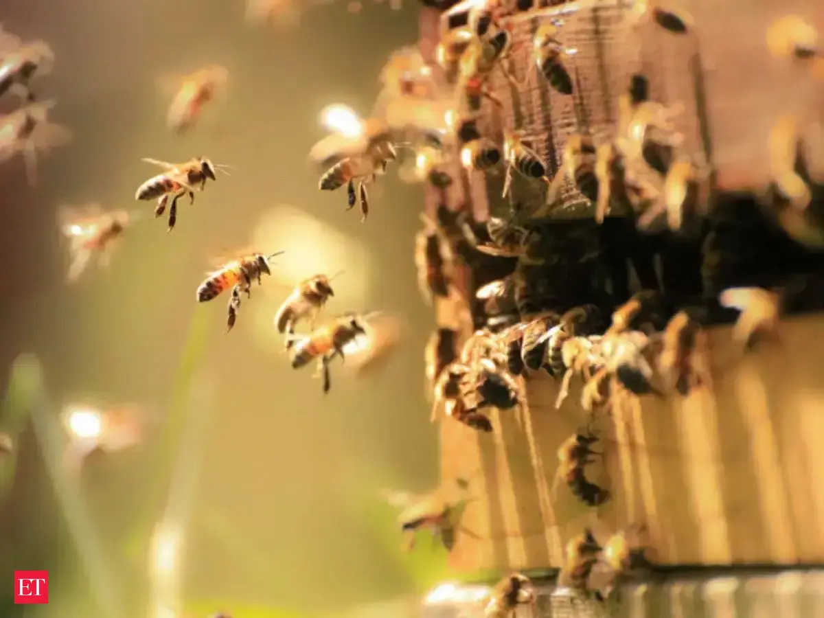 5 remedies to get rid of bees in your home without harming them - Turn ...