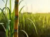African proverb of the day: 'A sugarcane is sweetest at the...' - inspiring life lessons on hard work, overcoming challenges and why life’s toughest journeys bring the greatest rewards