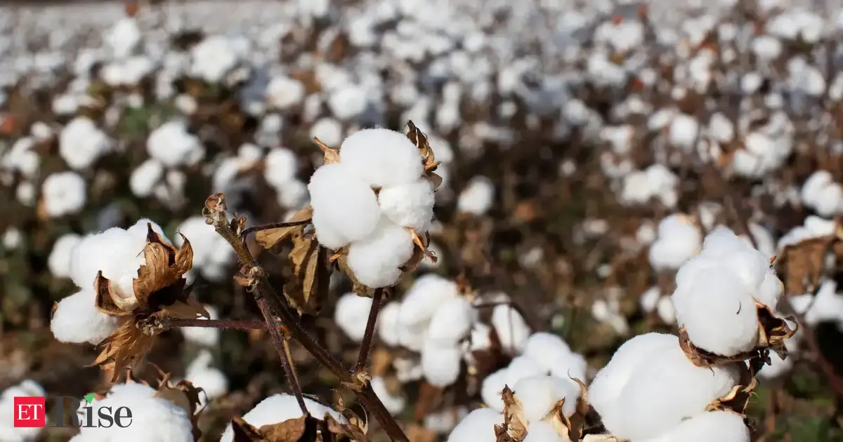 Brazil’s cotton farmers cash in on rally fueled by obstacles worlds away