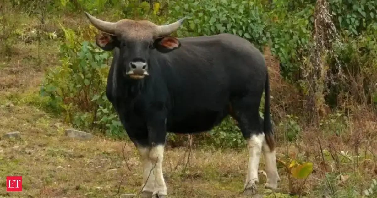 Commercial slaughter of Mithuns banned in Arunachal' s Itanagar