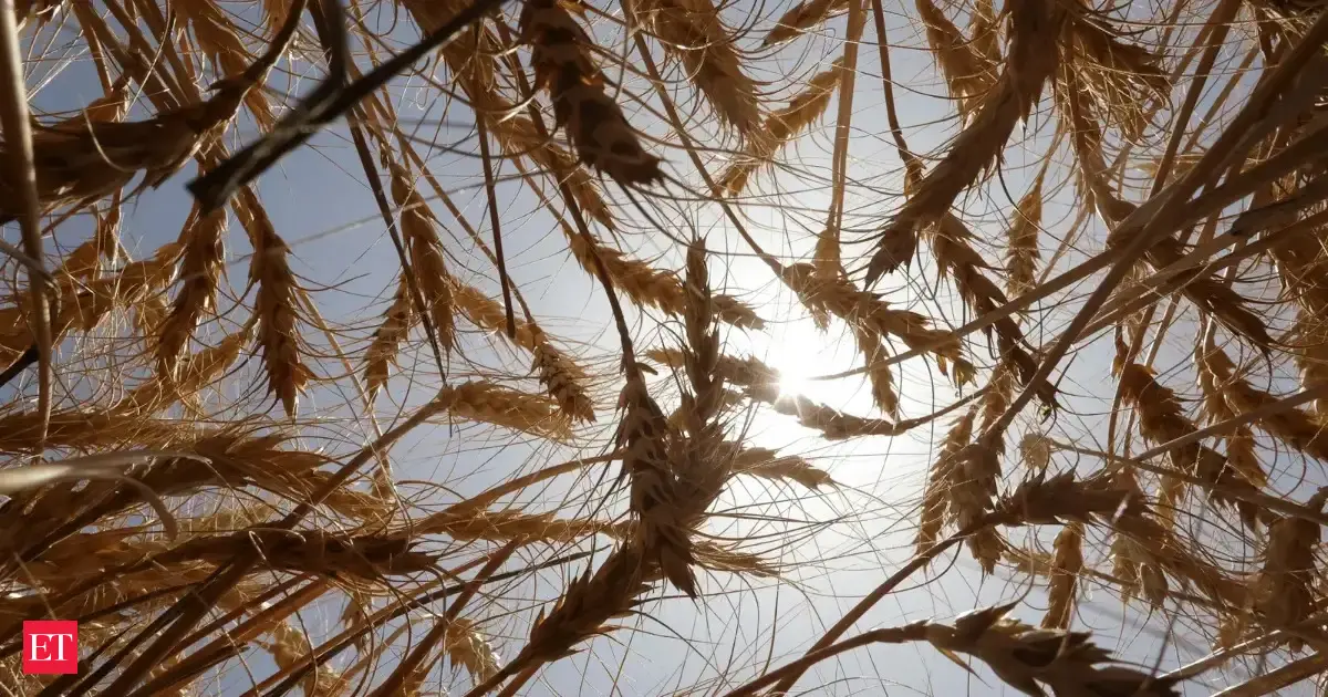 Wheat output likely to rise by 2.29% to 120.65 mn tons for 2025-26