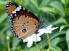 Tamil Nadu sanctions Rs 8 crore for butterfly park