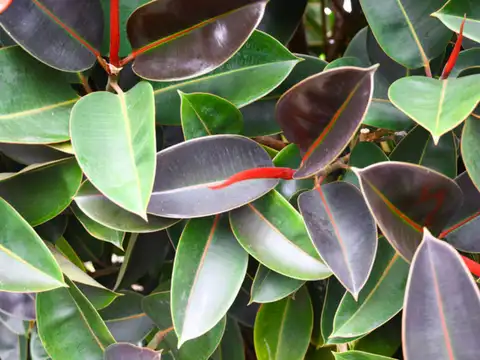 Rubber Plant
