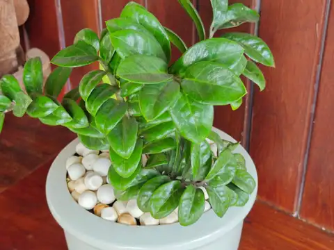 ZZ Plant