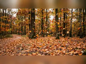 Chinese proverb of the day: 'A tree may grow high, but its leaves always fall on its...' - motivational lessons on staying grounded while growing in life and why you should never forget where you came from
