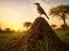 African Proverb of the Day: 'A bird that flies from the ground onto an anthill...'-Life lessons on humility, self-awareness, perspective, and why small success should never lead to arrogance