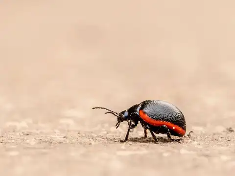 Keep your home clean to prevent pests naturally