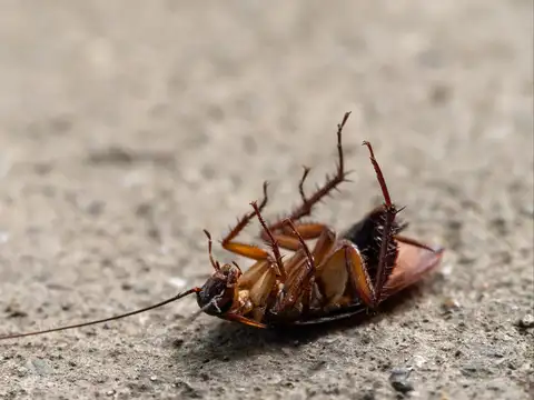 Safe pest control starts with regular maintenance
