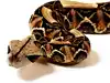 How to identify Gaboon Viper: Key physical features, range, habitat, and diet