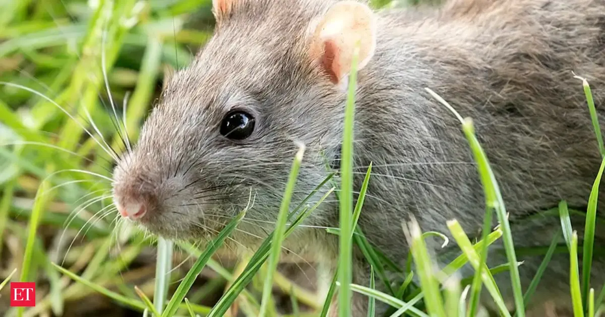 In 1918, rats escaped from a shipwreck onto a remote island, and more ...