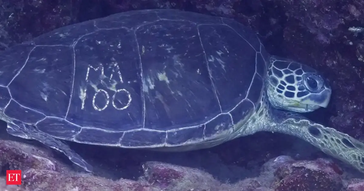 Hawaiians spotted sea turtles with mysterious 'graffiti' on their backs, and it sparked a 600-person mission to save the species