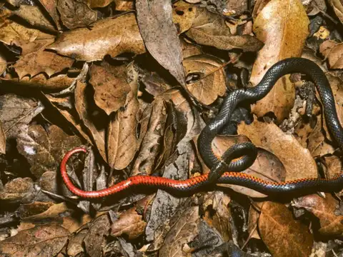 Ring-Necked Snake