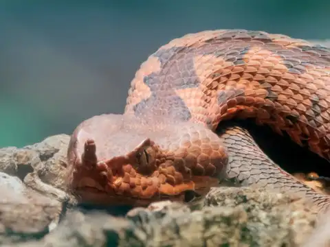 Long-Nosed Snake