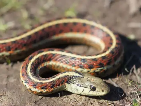 Coast Garter Snake