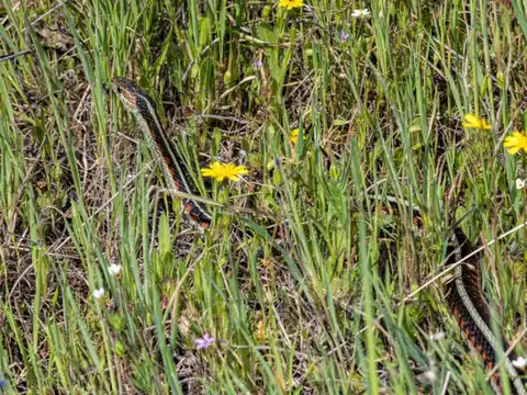 California Striped Racer