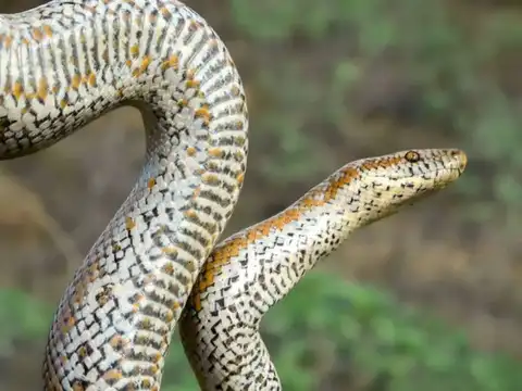 Rosy Boa