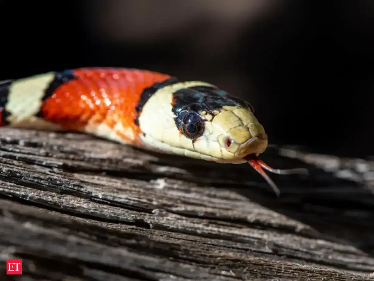 7 beautiful snakes you can spot in the wilds of California - California ...