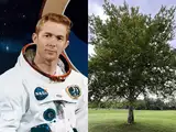 In 1971, an Apollo 14 astronaut carried hundreds of tree seeds around the Moon, and most Americans have no idea they are walking past them every day