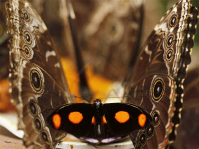 Catonephele numilia butterfly, seen between morpho peleides