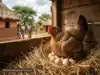 African proverb of the day: 'The mother hen does not break its own...' - inspiring life lesson on motherhood, care, responsibility, protecting your family and loved ones, loyalty and importance of building strong relationships