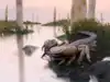 This 415-million-year-old monster scorpion existed before trees, and it's the biggest ever