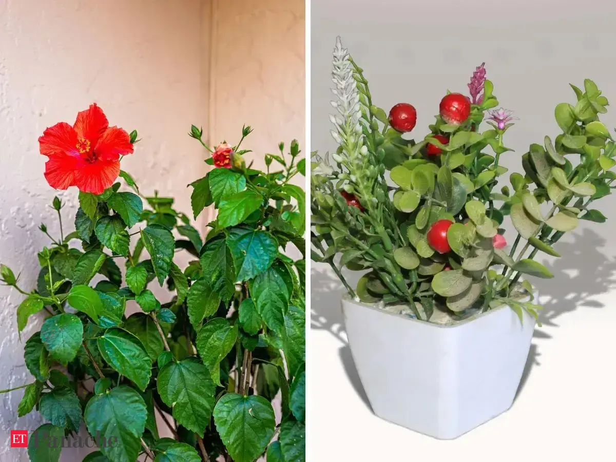 6 lucky plants for home entrance from around the world believed to attract good fortune