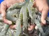 Banned substance in shrimp: Vet shops under close watch