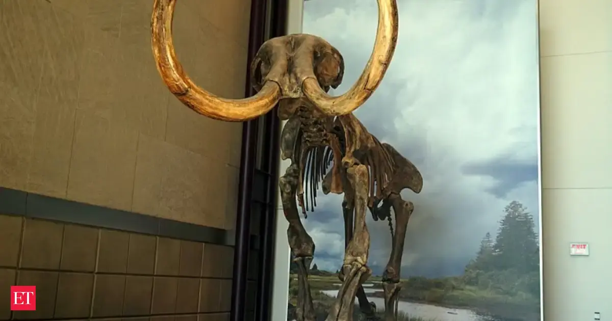 In 1979, a Wisconsin farmer saved an oversized bone from his field, and it later led archaeologists to a butchered mammoth site
