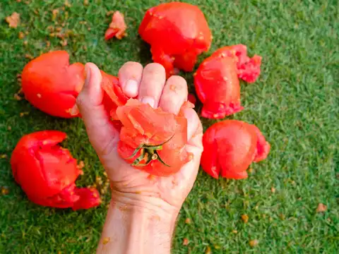 Tomato Pulp