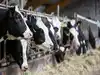 Iran war: Fuel price surge squeezes dairy, poultry value chains