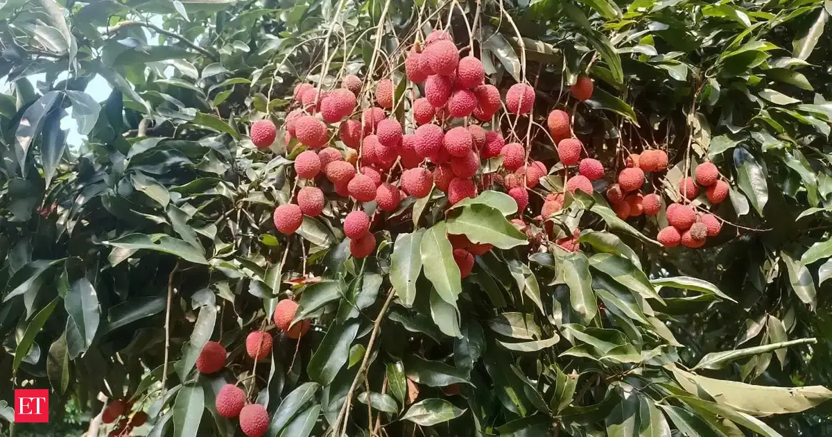 Assam's Tezpur Litchi Makes Debut in Dubai Market